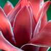 Fleur rouge
